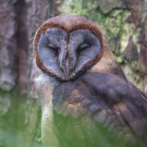 Ashy-faced owl : Cotswold Falconry Centre : 04 Sep 2020