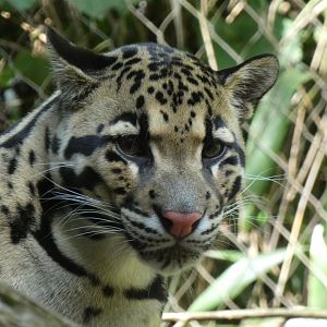 Clouded Leopard, Bamboo Trail