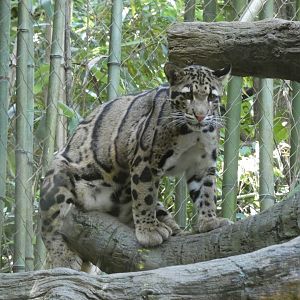 Clouded Leopard, Bamboo Trail