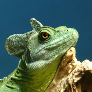 Basilisk, Expedition Peru