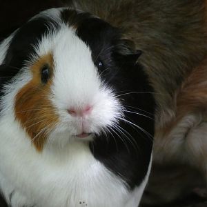 Guinea Pig, Expedition Peru