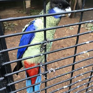 Northern Rosella