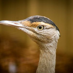 Australian Bustard (Ardeotis australis)