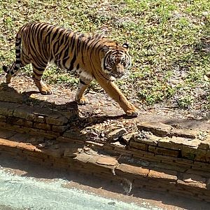 Sumatran Tiger (Panthera tigris sumatrae)