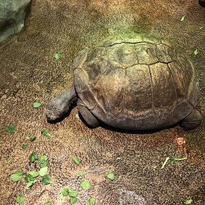 Galapagos Tortoise