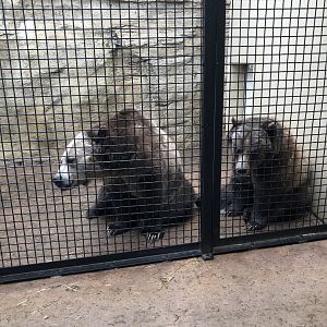 Grizzly Bear Training Session