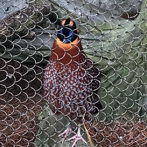 Temmnick’s Tragopan