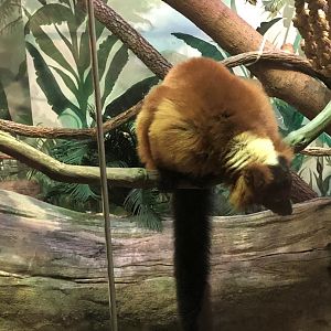 Red-ruffed Lemur