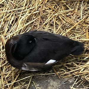 Baer’s Pochard