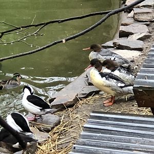 Scaly-sided Mergansers & Others