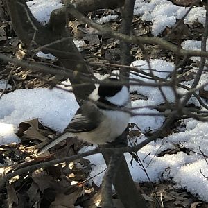 Black-capped Chickadee