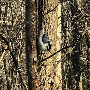 White-breasted Nuthatch