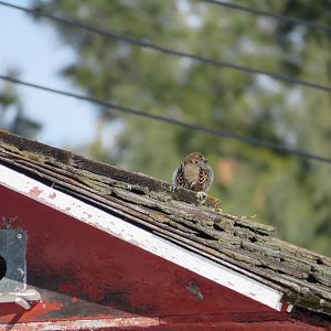House sparrow