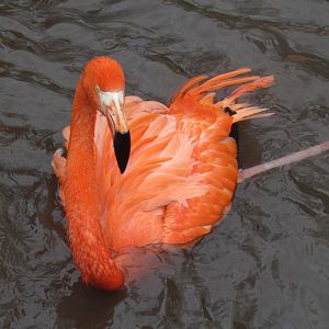 Flamingo enjoying the water