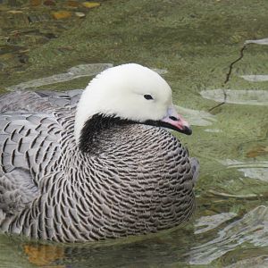 Emperor goose