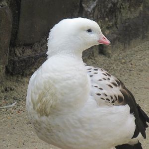 Andean goose