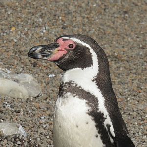 humboldt penguin
