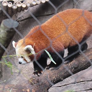 Red panda