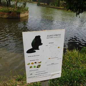 Black bearded saki sign - Brasilia zoo