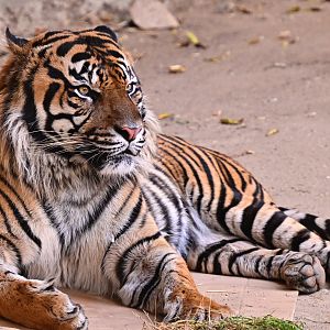 Sumatran Tiger