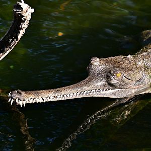 Indian Gharial