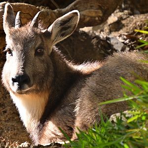 Chinese Goral