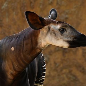 Okapi