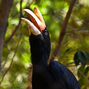 Rhinoceros Hornbill