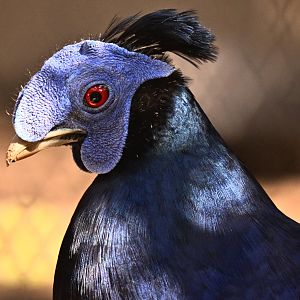 Bornean Crested Fireback