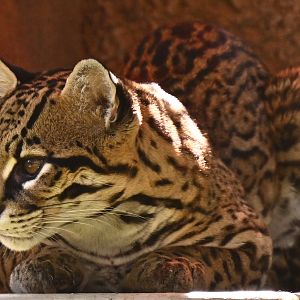 Brazilian Ocelot