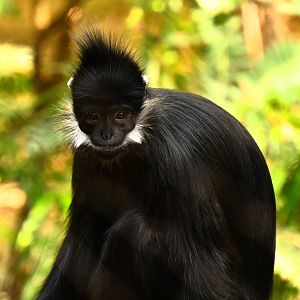 Francois’ Langur