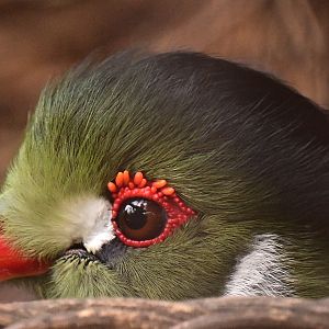 White Cheeked Turaco
