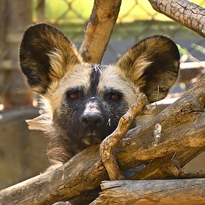 African Painted Dog