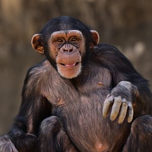 Chimpanzee