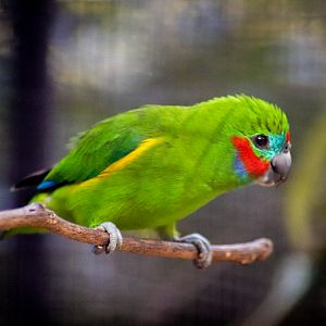 Macleay's Fig Parrot (Cyclopsitta diophthalma macleayana)