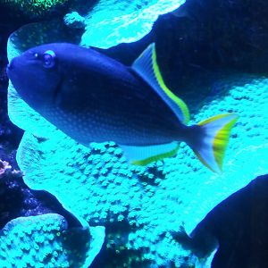 Bluethroat triggerfish (Sufflamen albicaudatum)