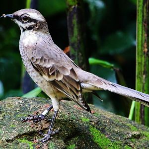Waterfall Aviary - Long-tailed Mockingbird (Mimus longicaudatus)