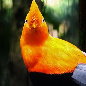 Andean Cock-of-the-Rock (old photo)