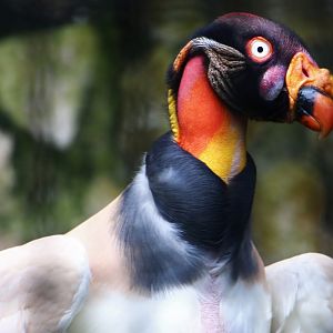 King Vulture (old photo)