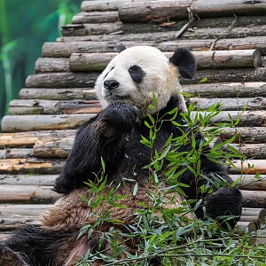 Giant panda