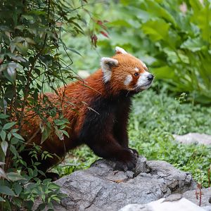 Red panda