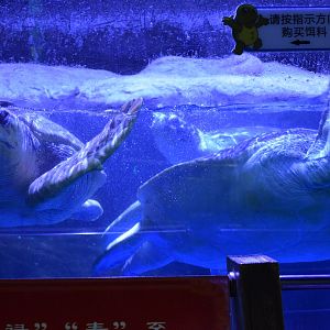 Loggerhead Sea Turtle (Caretta caretta) and Green Sea Turtle (Chelonia mydas)