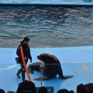 Steller Sea Lion (Eumetopias jubatus) show