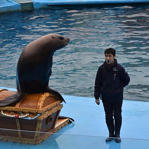 Steller Sea Lion (Eumetopias jubatus) show