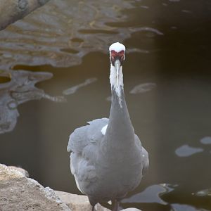 White-naped Crane（Grus vipio）
