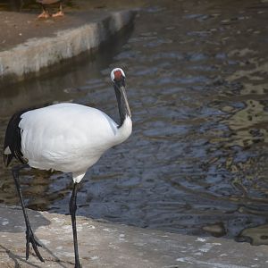 Red-crowned Crane（Grus japonensis）