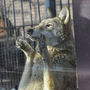 wolf（Canis lupus）