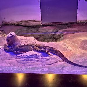 Sand goanna（Varanus gouldii）or other varanus/monitor lizard