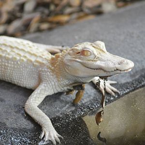 Abino American alligator [2017]