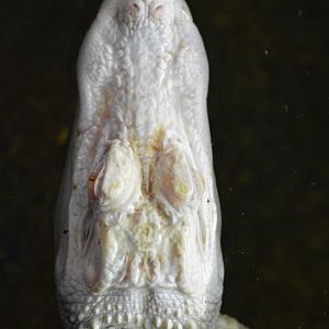 Abino American alligator [2017]